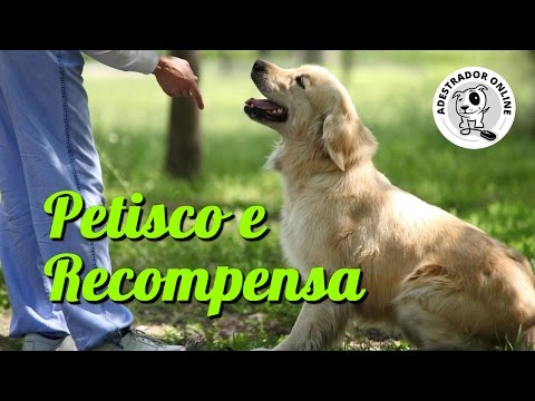 Vídeo: O uso de marcadores sem recompensa no treinamento de cães