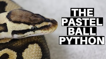 Morph Guide #1: The Pastel Ball Python - Benjamin