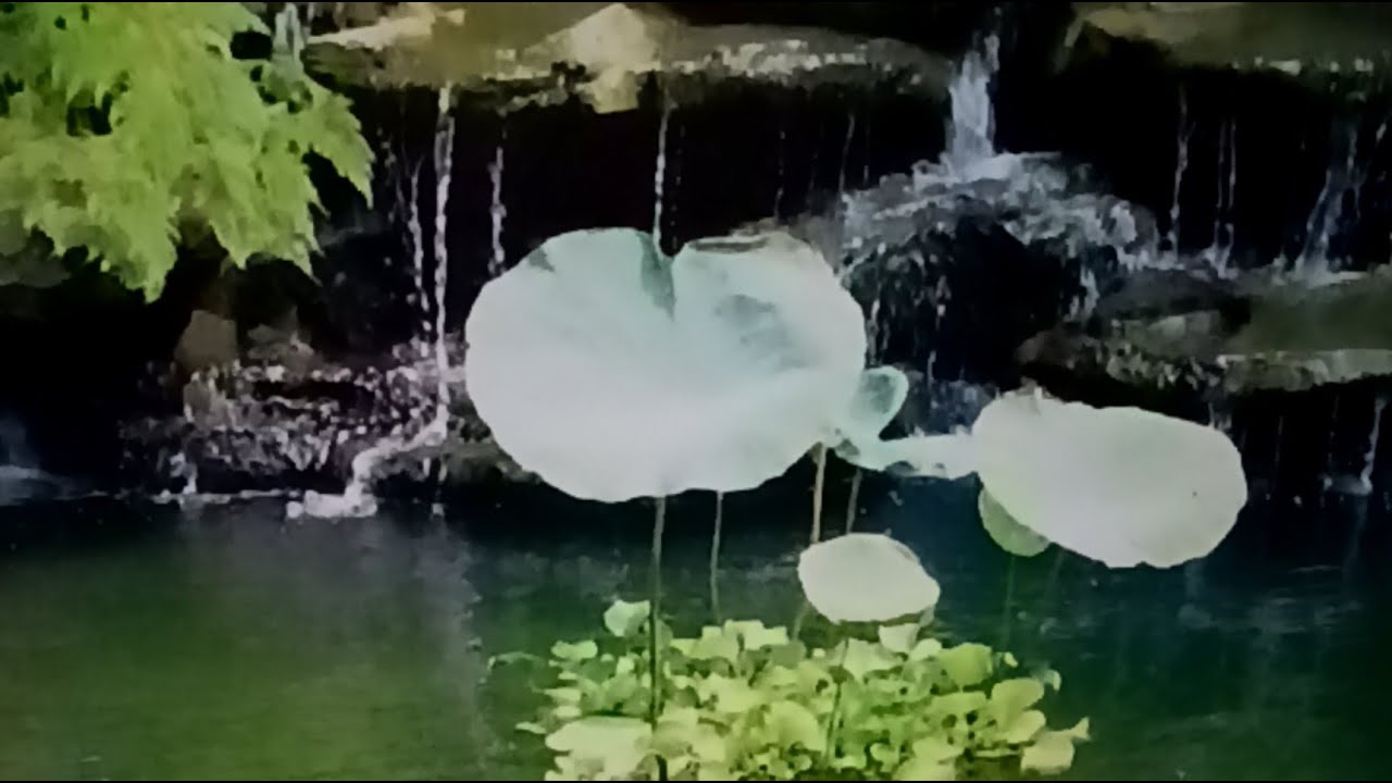 My Garden,I have a big and Beautiful garden in  my house, there are a lot of colourful flowers plant