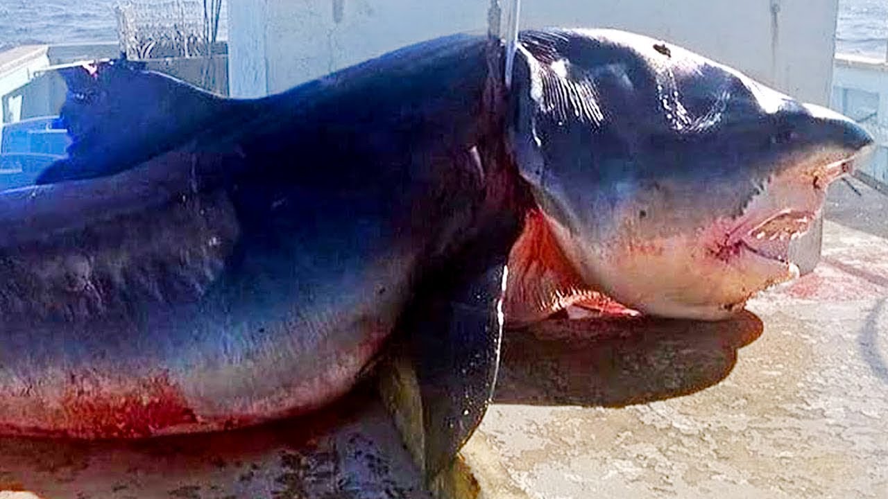 The Biggest Sharks Ever Found