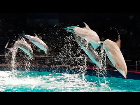 Dolfijnenshow Oceanica Dolfinarium 2021