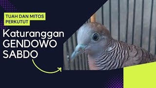Tuah dan Mitos Perkutut Katuranggan Gendowo Sabdo