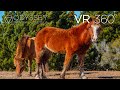 Wild horses vr 360 tour experience outer banks north carolina shackleford banks