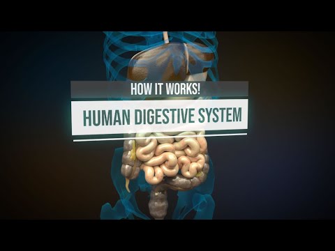 Human digestive system - How it works! (Animation)