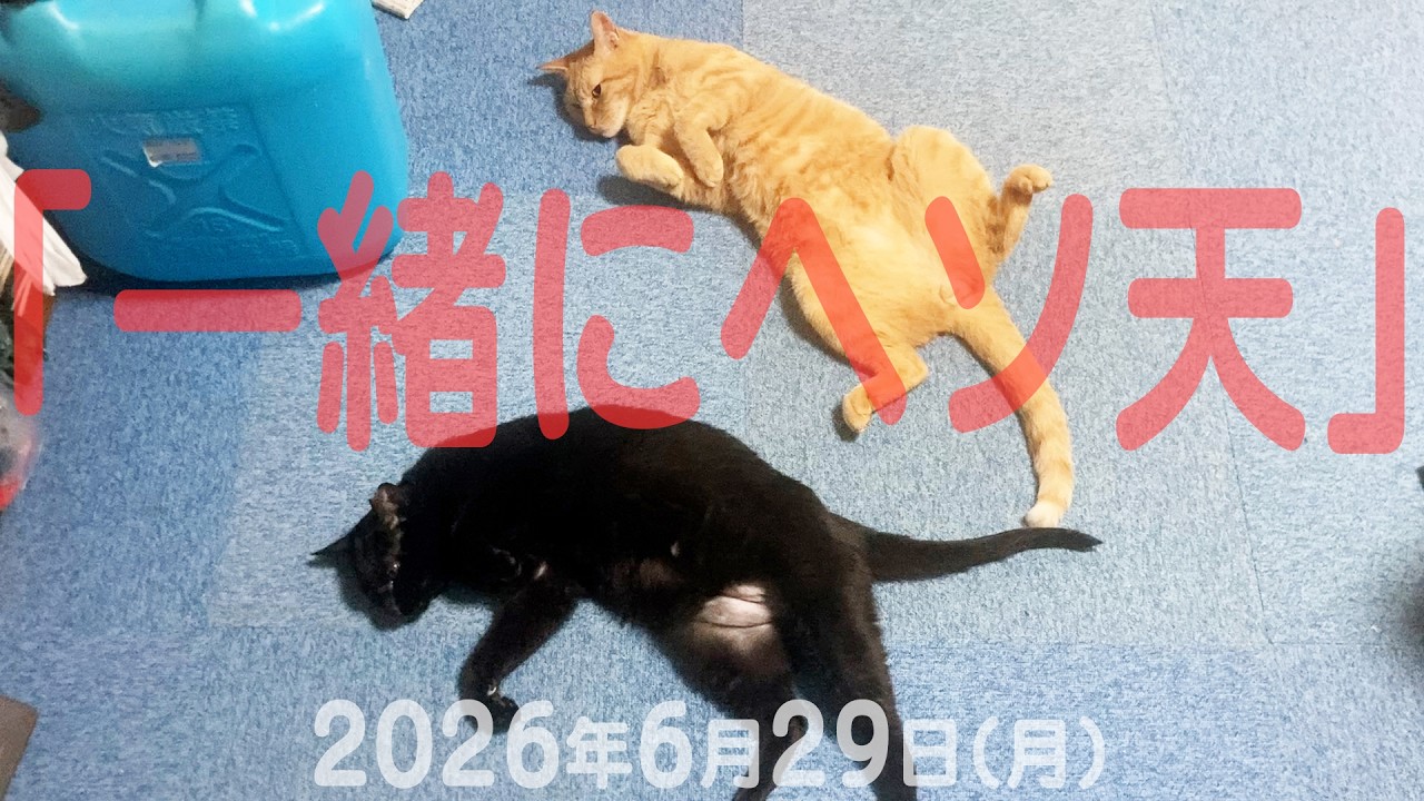 我が家の猫たち「一緒にヘソ天」2026年6月29日(月) 