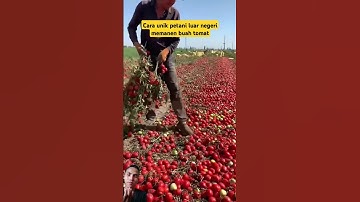 Cara unik petani luar negri memanen buah tomat #fruit #tomato #amazing  #satisfying #shorts