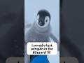 I saved a baby penguin ❤️ #wholesome #animals