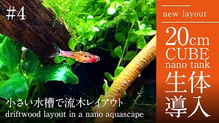 【20cmCube】#4 コケ取り・メイン生体導入編〈超小型水槽で流木レイアウト〉【driftwood layout in a nano aquascape】