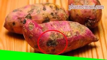 ✅ Thấy khoai lang có điểm “đặc biệt” này hãy ném bỏ ngay, cố tình ăn sẽ mang độc vào người