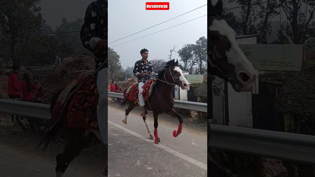 Bali Ghoda 😍 Owner TT Sahab Milkipur Ayodhya 