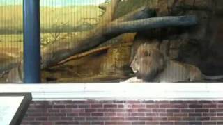 Lions Roar at Lincoln Park Zoo Chicago