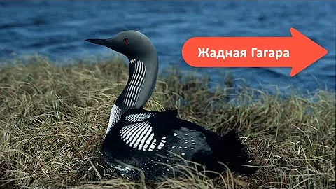 Жадная Гагара