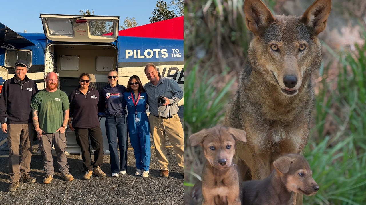 10 Endangered Red Wolves Transported To Help Save Species