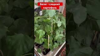 Рассада батата - сладкого картофеля