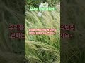 갈대의순정(나훈아) #트로트 #이별아닌이별 #미스터트롯2 #트롯체전 #노래 #미스터미스터 #트롯 #미스터트롯2토크콘서트 #음악 #가요축가 #automobile