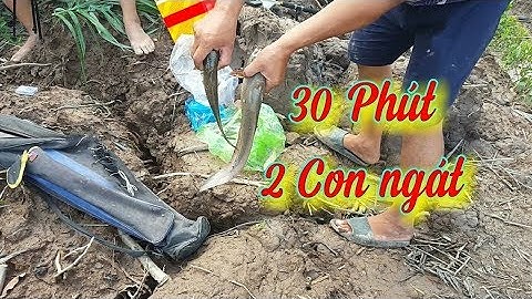 Câu Trúng Ổ Cá Ngát Lên Liên Tục Hai Con | LÊ THÀNH FISHING TẬP 20