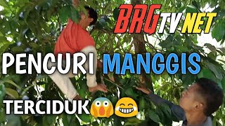 Lawak Pendek Pencuri Manggis Kena Batunya