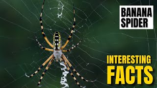 Amazing facts of Banana Spider | Interesting Facts | The Beast World