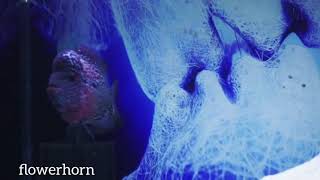 Louhan Kamfa F3 Makin Montok