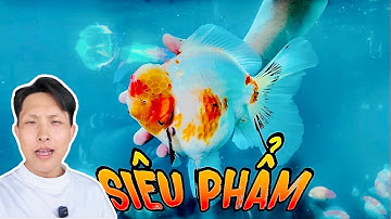 Tham Quan Góc Đam Mê | CÁ VÀNG SIÊU KHỦNG |  |TUẤN CÁ ĐÂY | Vlogs 6