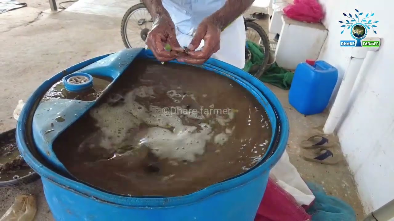 ಜೀವಾಮೃತ ತಯಾರಿಕೆ ಮತ್ತು ಸರಿಯಾದ ರೀತಿ ಬಳಸುವ ವಿಧಾನ|Jeevamrutha maduva vidhana