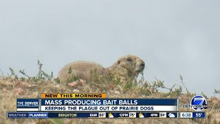 Bait balls help wipe out plague in Colorado prairie dogs