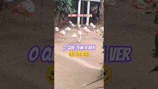 A Teoria Do Flamingo Rosa