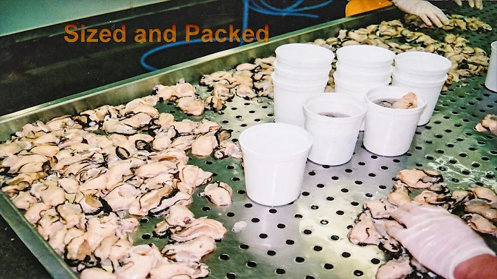 Oyster Industry in Ladysmith, BC Slide Show