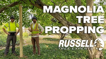 Installing a Tree Prop on a Magnolia Tree!
