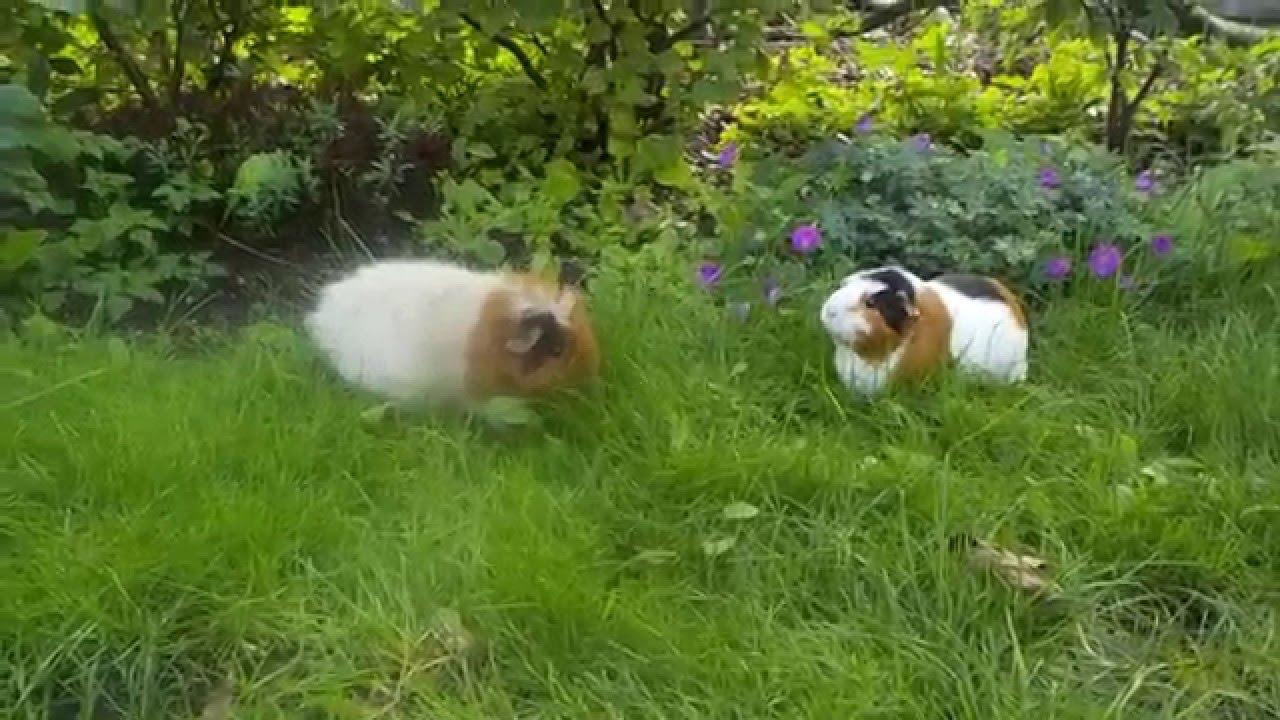 Photo inspiration: Guinea Pigs Are Crazy About Grazing In The Tall Grass Photo Inspiration