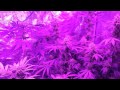 Dank lab tv s1 ep7 harvest cuming