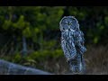 Yellowstone - Great Gray Owl 4K