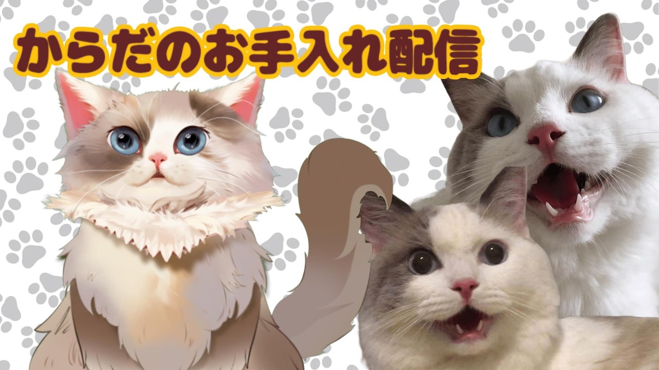 【#猫】からだのお手入れをする縦型配信 #73【#ケモノ系Vtuber】#shorts