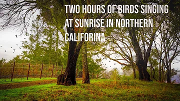 Nature Sounds - Over an hour of Northern California birds singing on a misty morning