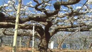 梨の受粉 赤ちゃんブドウの紹介 石原果樹園 09 03 30 Youtube