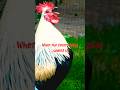 Rooster Crowing In The Morning Real Farm Sound For Wake Up Focus Nature Lovers