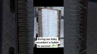 This is how we are making sure our baby cucumbers will be a success