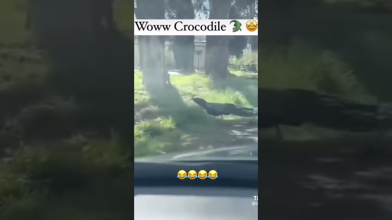 wow crocodile 🐊 