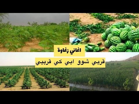 تجاني صالح بشير قربي شو ابي كي قربيي اغاني زغاوة 