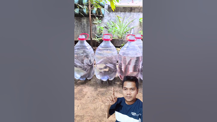 Budidaya ikan lele dalam galon #peternakan #lele #agriculture