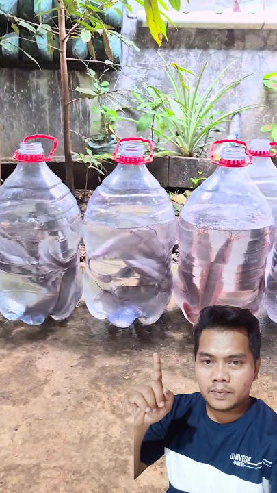 Budidaya ikan lele dalam galon #peternakan #lele #agriculture