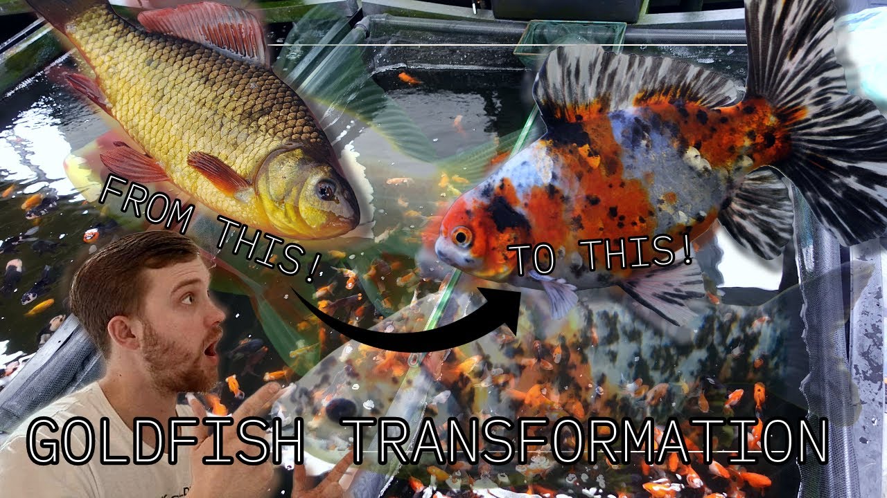 SINGLE tail goldfish Shubunkins & Comets The FOUNDATION of fancy