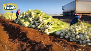 HUGE Fennels Production Process: Harvesting, Washing, And Packaging Fennels in Factory