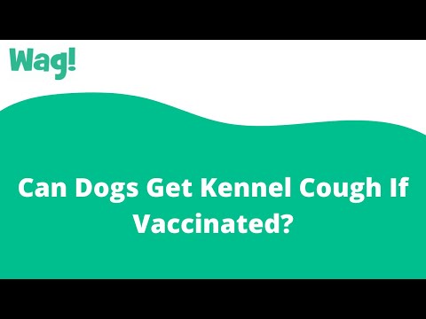 Videó: Lehet a kölyök fogás kennel köhögni, ha immunizálva van?