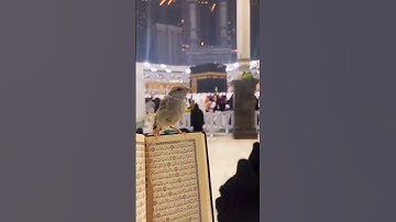 #آذان #أذان  #أذان_محبكم_في_الله  #جمعة_مباركة  #جمعه_مباركه  #سورة_الكهف #صلوا_على_النبي