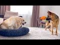 Golden Retriever Protects his bed from a German Shepherd