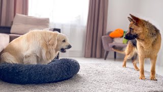 Golden Retriever Protects his bed from a German Shepherd