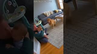 Download Lagu Hero Smart Dog Saves Baby from Electric Shock! πΆβ‘#hero #viral #dog MP3 Download Lagu Hero Smart Dog Saves Baby from Electric Shock! πΆβ‘#hero #viral #dog MP3