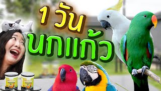 1 วัน กับนกแก้ว วุ่นวายแค่ไหน?? EP.234