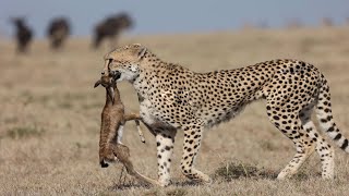 How Cheetah Hunting Baby Gazelle Success